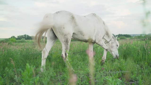 White horse grazes in a meadow in summer. White horse grazes in a summer meadow.