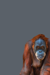 Cover page with portrait of funny colorful Asian orangutan at grey solid background with copy space for text. Concept animal diversity and wildlife conservation.