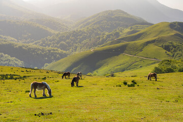 Caballos en las montañas del País Vasco (España).