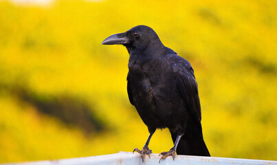 crow on the terrace seeing the world with different view