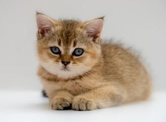 The kitten of the British breed is golden ticked on a light background