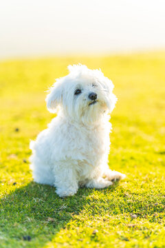 Bich&oacute;n malt&eacute;s en el campo.