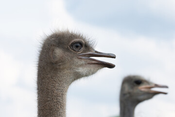 Ostrich head close up