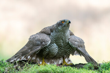 Adult of Northern Goshawk (Accipiter gentilis) on a branch with a prey in the forest of Noord Brabant in the Netherlands.