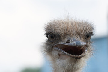 Ostrich head close up