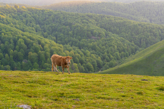 Vaca pastando en una pradera de Guipuzcoa, Espa&ntilde;a.