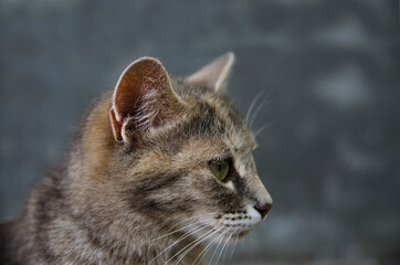 Domestic cat head in profile on a gray background. Animal portrait. striped tabby female shorthaired country cat looking to the right. Calm and relaxation, contemplation.
