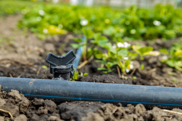 Closeup on a drip irrigation system in an agricultural training centre