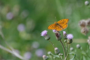 butterfly on flower