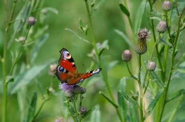 butterfly on a flower