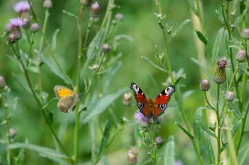 butterfly on a flower