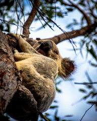 Koala in a tree, Magnetic Island, Queensland, Australia