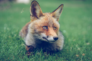Little fox lying on the green grass