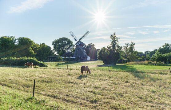 Pferdekoppel vor der Mühle in Ahrenshoop