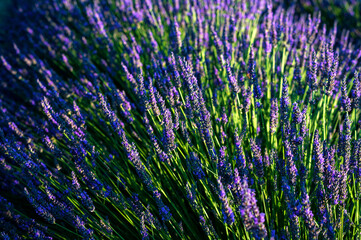 Levandule, lavender, lavender farm