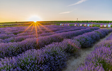 Plakat Levandule, lavender, lavender farm
