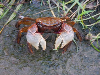 クロベンケイガニ