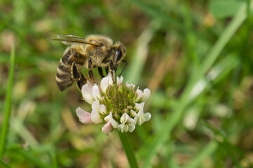 Biene und ihr Nektar