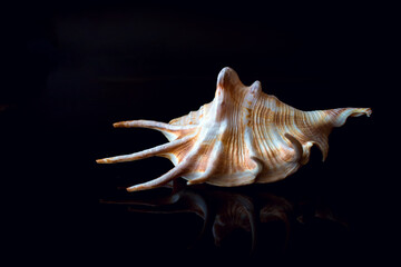 Seashell on a black background