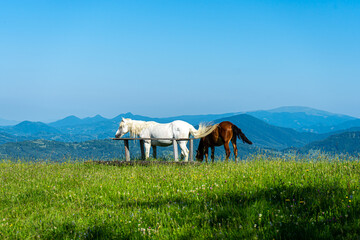 White and brown horses on Carpathians mountains background, Ukraine