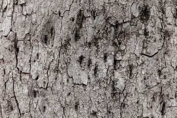 Cracks of tree bark texture and background seamless