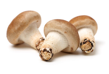 Shiitake mushroom on the White background 
