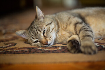 cat sleeping on the floor