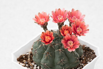 7 orange cactus flowers blooming at the same time
