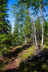 Fototapeta na wymiar A dirt path along the mosses among the birch of the mixed forest. Between the hills under the blue sky. Trekking in Paanayarvi National Park. Karelia.