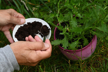 Quelqu'un mettant du marc de café avec une petite cuillère au pied d'une plante dans un pot de fleurs - obrazy, fototapety, plakaty