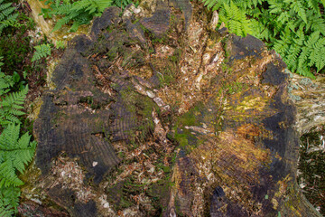 Large rotten stump covered with moss and fir needles and surrounded by ferns. Photographed in the woods of Pian Cansiglio, Italy. Natural ecological background.