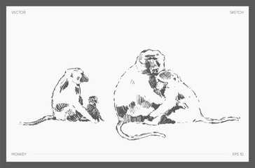 High detail drawn vector monkey realistic sketch