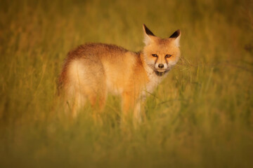 Cute Fox. Green nature background. Red Fox. Vulpes vulpes.