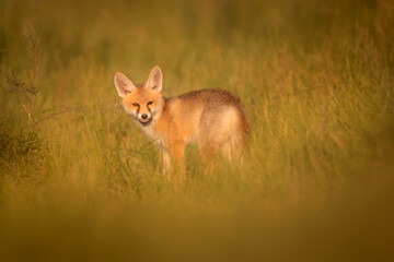 Naklejka na ściany i meble Cute Fox. Green nature background. Red Fox. Vulpes vulpes.