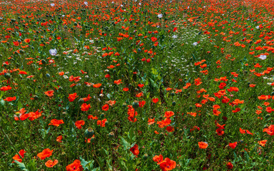 Vlč&iacute; m&aacute;ky, poppies, poppy field