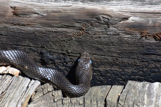 Black Snake With Blue Eyes Shedding Skin