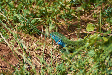 The European green lizard (Lacerta viridis)