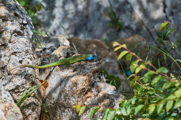 The European green lizard (Lacerta viridis)