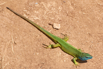 The European green lizard (Lacerta viridis)