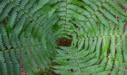 Detail of the fern plant in the woods photographed in Pian Cansiglio, Italy. Central part of the bush fern. Natural green background