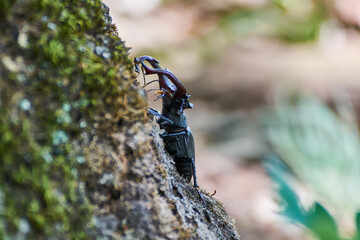 The European stag beetle (Lucanus cervus)