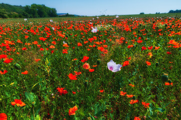 Vlčí máky, poppies, poppy field