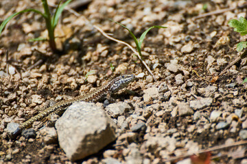 Podarcis muralis among the stones