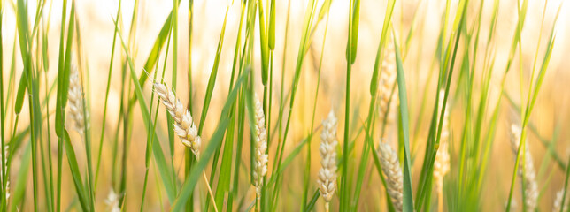 Ripe wheat in the agricultural field. Golden ears of wheat on a hot sunny day