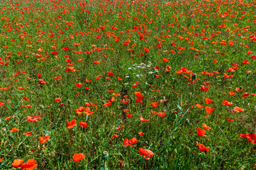 Fototapeta premium Vlčí máky, poppies, poppy field