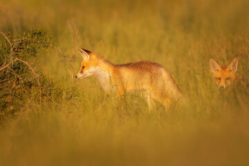 Cute Fox. Green nature background. Red Fox. Vulpes vulpes.