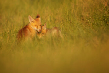 Cute Fox. Green nature background. Red Fox. Vulpes vulpes.