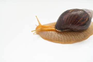 top view. A large land snail on a white background.