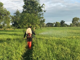 farmer spray herbicides or chemical fertilizers on rice fields in moring.