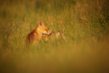 Cute Fox. Green nature background. Red Fox. Vulpes vulpes.